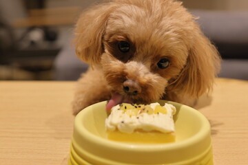 生まれて初めてペット用ケーキを食べたトイ・プードル