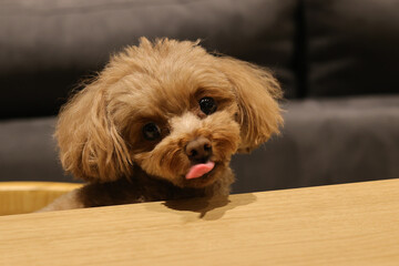生まれて初めてペット用ケーキを食べたトイ・プードル