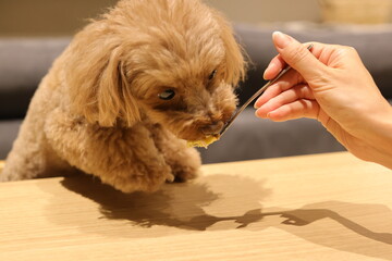 初めてペット用ケーキを食べたトイ・プードル
