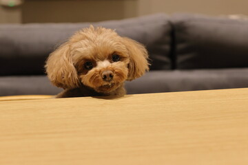 テーブルで待てをするトイ・プードル