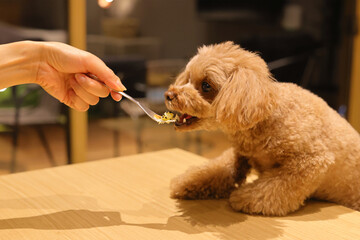 生まれて初めてケーキを食べたトイ・プードル