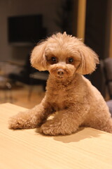 おやつを待っているトイ・プードル