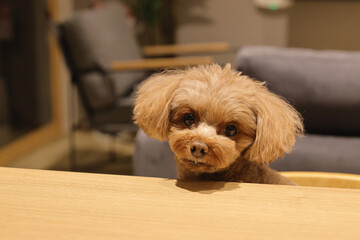 テーブルでごはんを待っているトイ・プードル