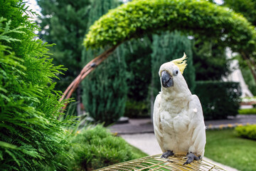 The white parrot Caccadus with a yellow crest sits on a golden cage in a summer garden.