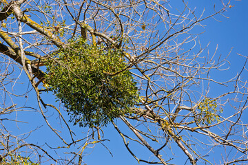 Close-up of mistletoe Viscum growing on a tree branch, showing its green leaves and berries in its natural environment