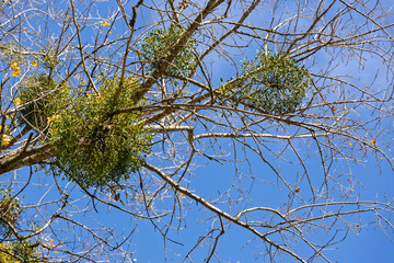 Enlarged image of a white mistletoe Viscum attached to a tree branch, with lush green leaves and characteristic clusters of berries.
