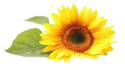 Obraz premium Sunflower transparent background