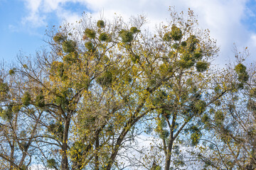 Obraz premium Mistletoe Viscum on a tree showing bright green leaves and berries on a natural outdoor background.
