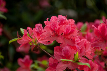 Obraz premium Rhododendron