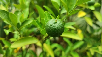 Fresh green lime hanging on a lime tree with thick leaves and short stems.