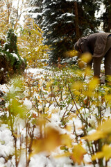 Yellow leaves and cut rose bushes lying on the snow in the garden. preparing the garden for winter.