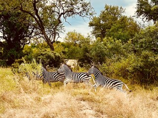 Wild zebras. South Africa Landscape. Nature. Kruger
