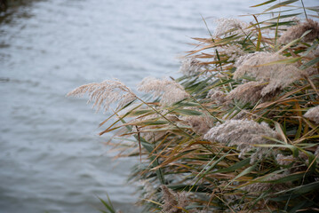 The shore of a reservoir is overgrown with flowering reeds on an autumn day.