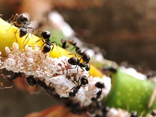 Black garden ant live in colonies . Their nest in soil, lawns, the base of walls or under flat stones.