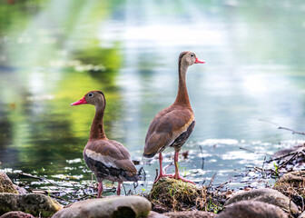 Whistling Ducks by the pond with a nice soft background