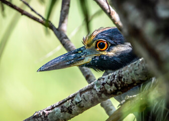 Yellow-crowned Night Heron trying to hide in a tree