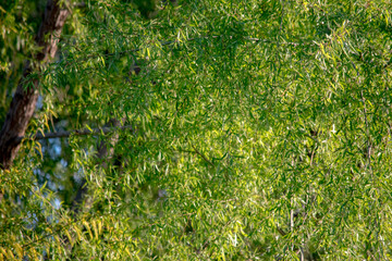 green leaves of a tree. Green background