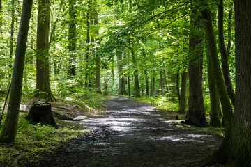Obraz premium Forest in spring