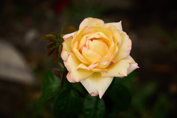 Beautiful tea rose on a dark background close-up