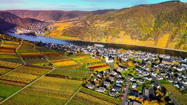 Aerial drone view of autumn vineyard terraces. Mosel Valley wine region Germany Balstein. High quality 4k footage