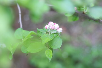 spring tree bloom