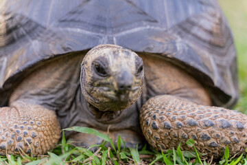 Obraz premium This photo captures an Aldabra giant tortoise leisurely walking across a grassy field. With its ancient, textured shell and powerful claws