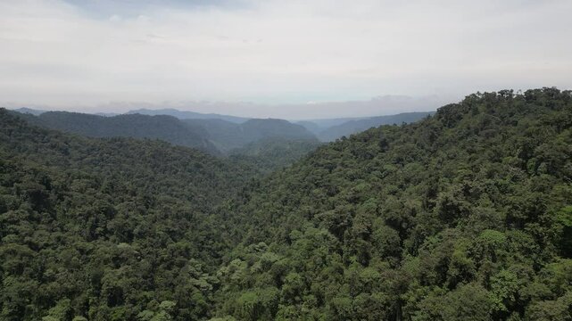 tropical forest valley