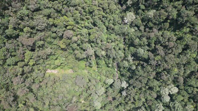 bird's eye view of tropical forest