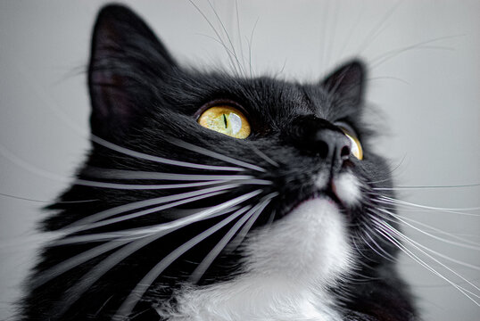 Yellow Eyed Tuxedo Cat with long whiskers