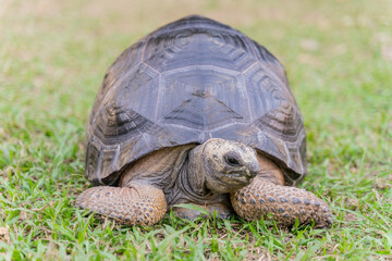 Obraz premium This photo captures an Aldabra giant tortoise leisurely walking across a grassy field. With its ancient, textured shell and powerful claws