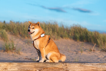 A red Shiba Inu dog is sitting on the wooden timber on the Baltic Sea beach on sunny Summer day