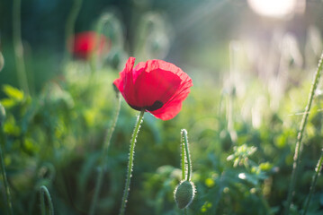 poppy in the field