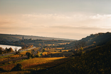 Weinberge am Rhein bei Nierstein im herbstlichen Sonnenuntergang