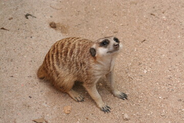 Obraz premium Brown meerkat
