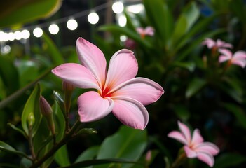 Fototapeta premium Closeup Pink Plumeria Flower Blossom with Green Leaves and Blurred Lights