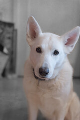 Portr&auml;t eines Berger Blanc Suisse