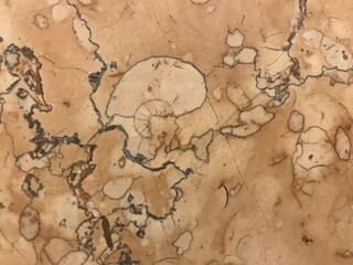 Fototapeta premium Marble wall with ammonite 
