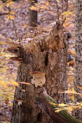 Tree Trunk with Shelf Fungi