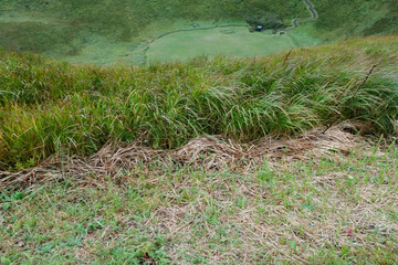 grass field from a high view with greenery grass at the bottom