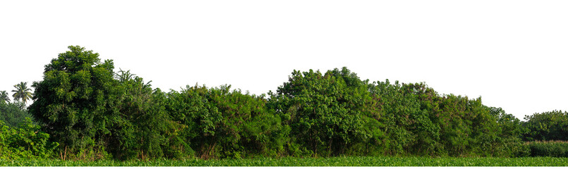 Green trees isolated are forest on transparent background.Forest and foliage in summer with cut path and alpha channel, high resolution..