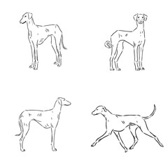 Azawakh,Azawakh dog vector sketch illustration
