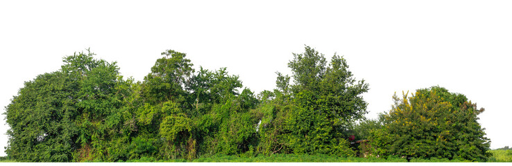 Green trees isolated are forest on transparent background.Forest and foliage in summer with cut path and alpha channel, high resolution.
