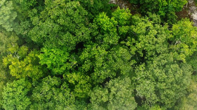 Aerial shot flying over foggy green treetops of mostly oak trees on a rocky mountainside near Boone, North Carolina