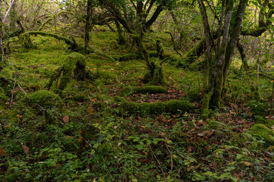 Zauberwald