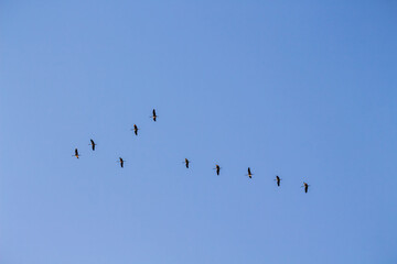Schwarm von Zugv&ouml;geln auf dem Weg in den S&uuml;den