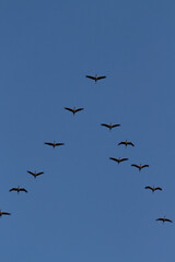 Schwarm von Zugvögeln auf dem Weg in den Süden