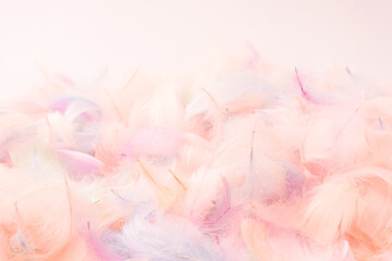 Colorful feather background, top view.