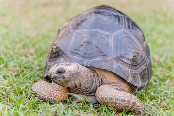 Obraz premium This photo captures an Aldabra giant tortoise leisurely walking across a grassy field. With its ancient, textured shell and powerful claws