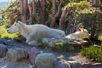 Fototapeta premium mother and kid mountain goats in Glacier National Park, Montana