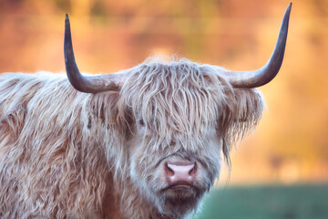 Highland Cow and Autumn Colors